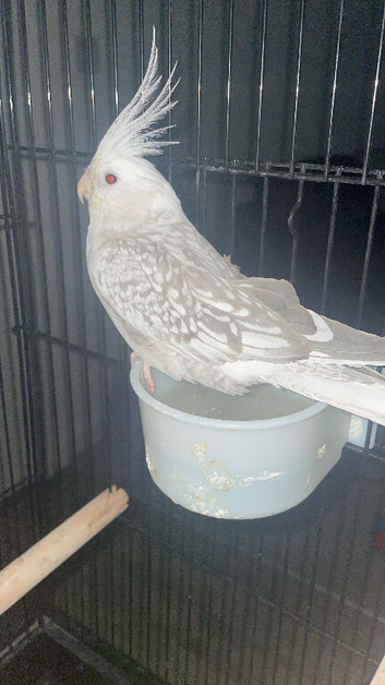 Female white cockatiel