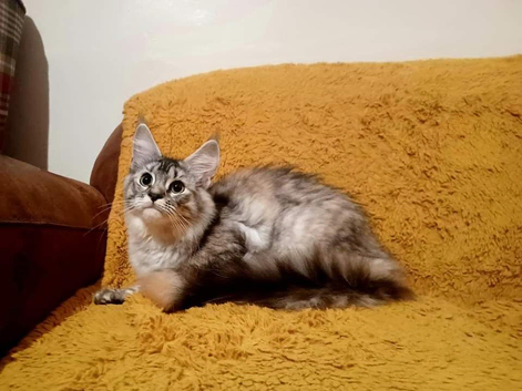 Stunning maincoon for sale