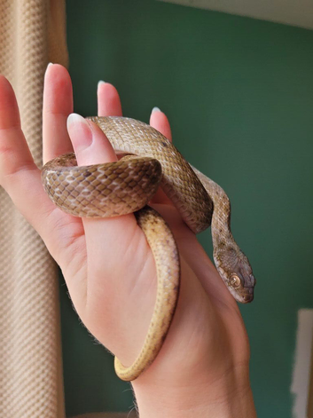 3y/o male madagascan cat-eyed snake