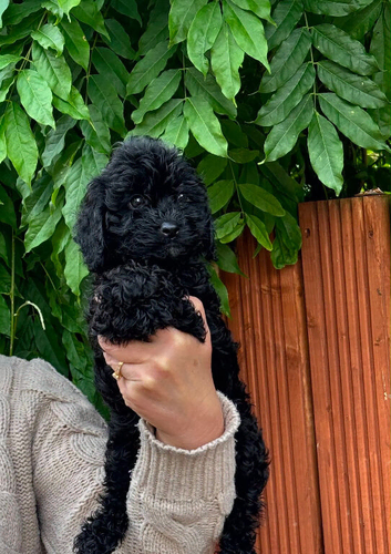 F1 cavapoo babies