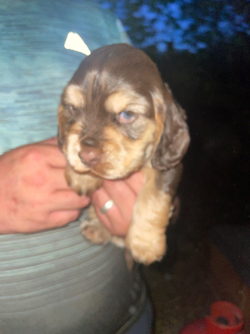 Spaniel
