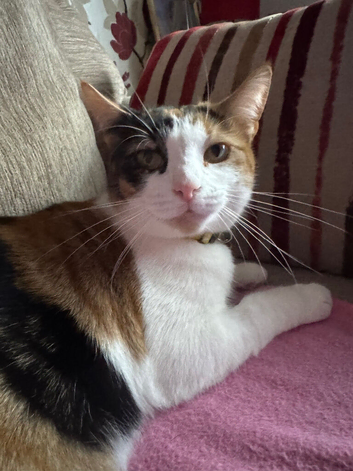 Beautiful calico female cat