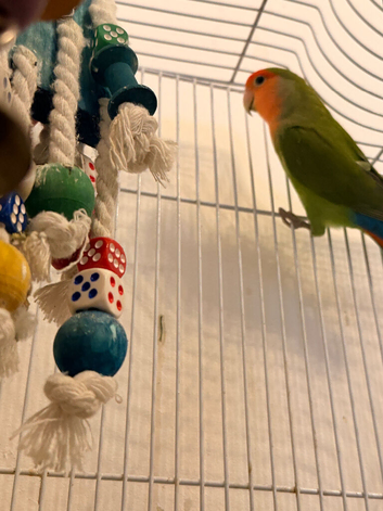 Male love bird untamed