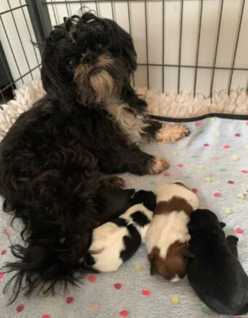 Beautiful shih tzu puppies
