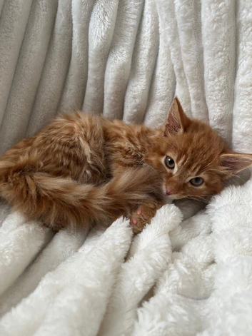 Cute fluffy ginger