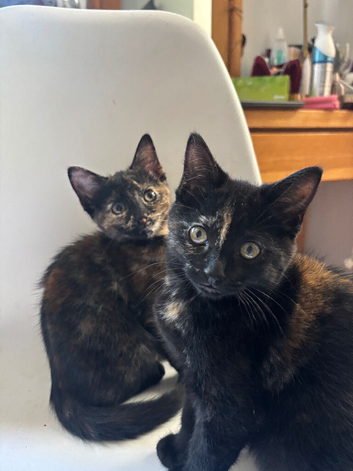 3 beautiful kittens