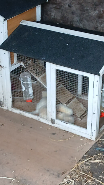 Work or pet ferret kits