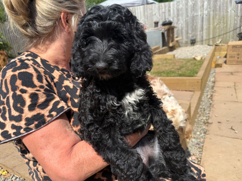 Irish doodle puppies