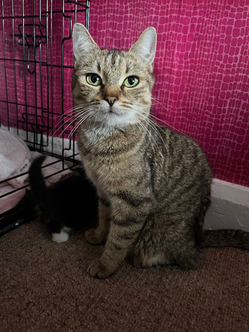 friendly cat looking for a loving new home