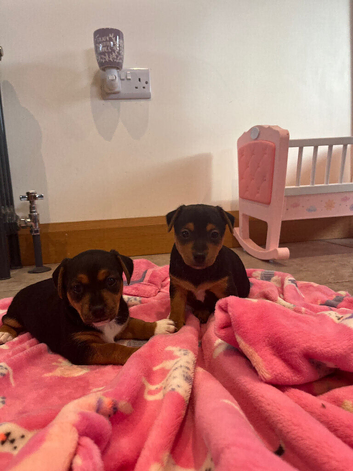 Beautiful smooth small black & tan Jack Russell puppies