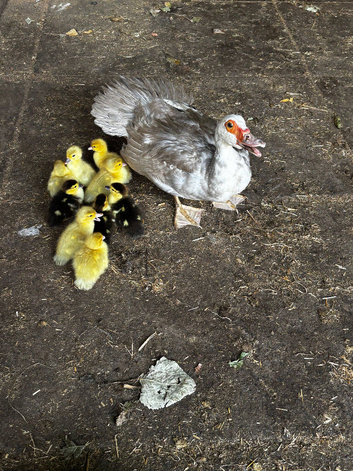 Muscovy ducklings