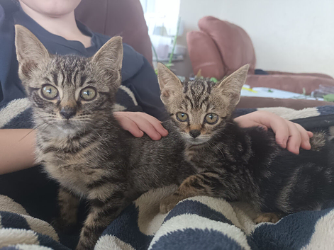 3 Tabbie boys