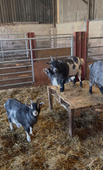 Lovely Pygmy goat