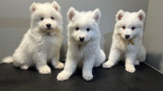 5 beautiful Samoyed Puppies