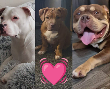 Staffy x pocket bully puppies