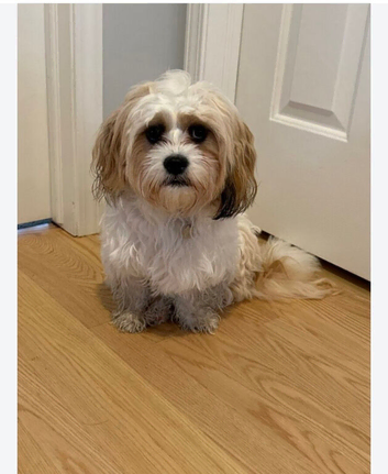 Shihtzu x maltese