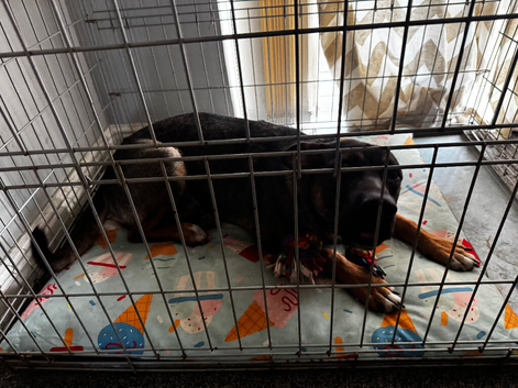 German Shepherd for sale