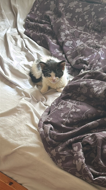 Black and white spot kitten
