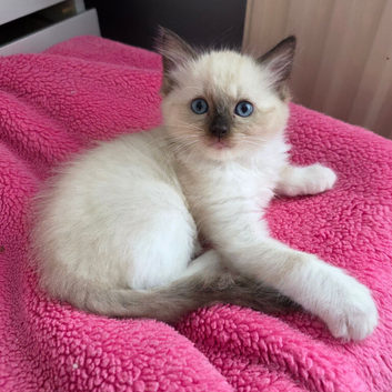 Ragdoll kitten,1 Male available.