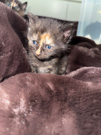 Kittens