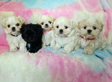 Maltese X Imperial Shih Tzu puppies