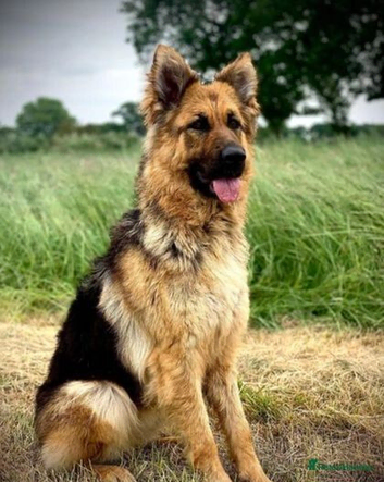Stunning German Shepherd cross Puppies for sale