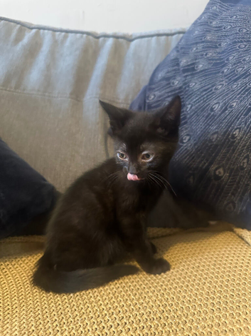 Urgently Needing Homes Beautiful Kittens