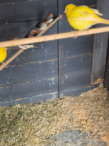 Zebra finches