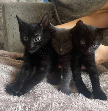 Kittens For Sale 8 Weeks Old