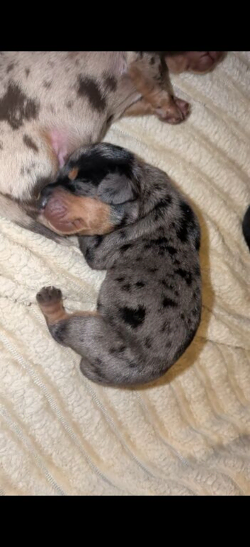 Beautiful Miniature Dachshunds