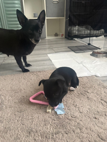 Beautiful jackawawa puppy for sale