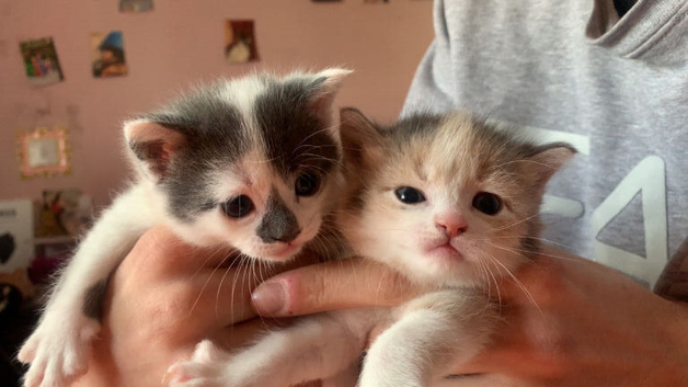 Beautiful kittens ️