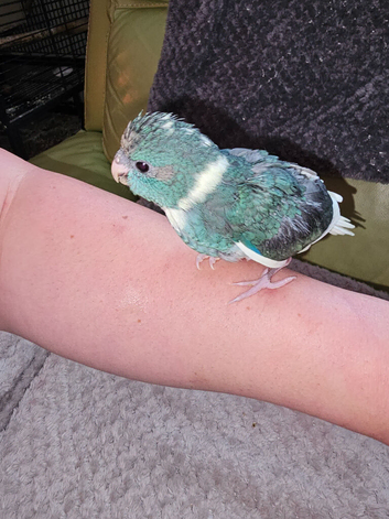 Kakariki handreared