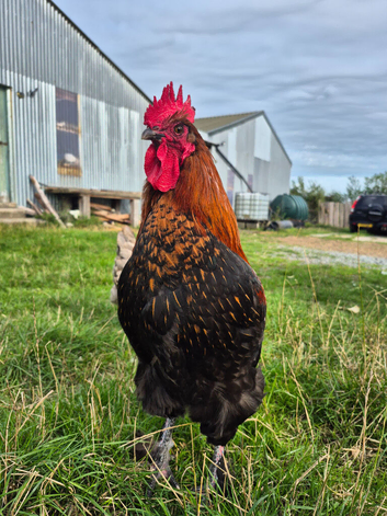 French Copper Marans Cockerel