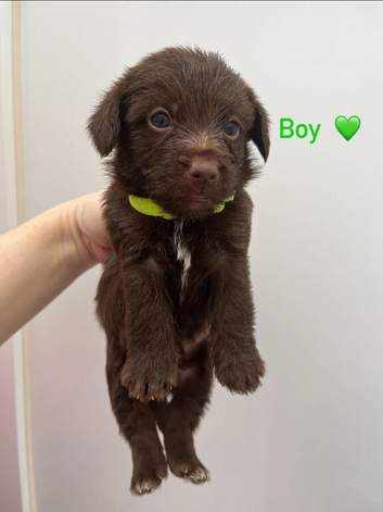 Beautiful Toy Jackapoo Puppies
