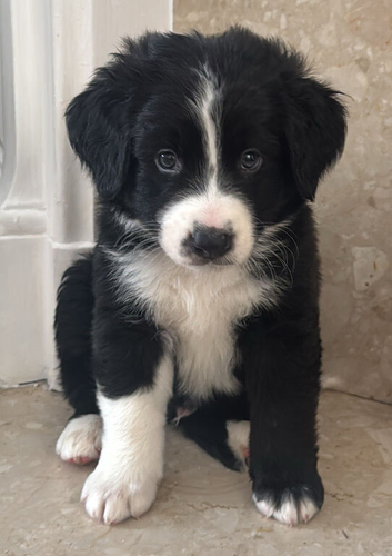 Last 1 bordernese Puppy REDUCED