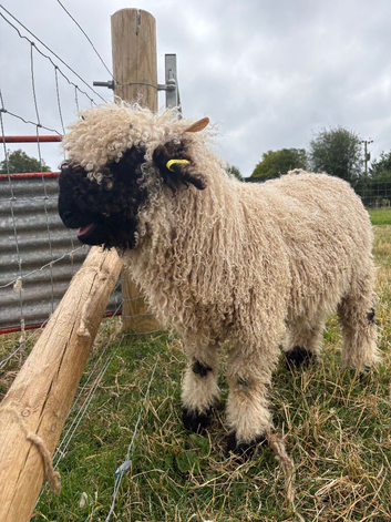 Valais Blacknose Wethers x 2 for sale