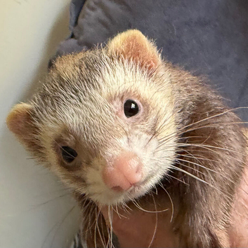 Very friendly whole sandy hob