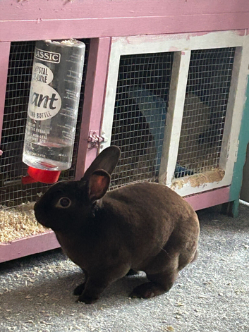 Male rabbit and cage