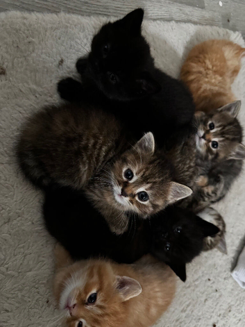 Beautiful kittens British short haired x long haired domestic