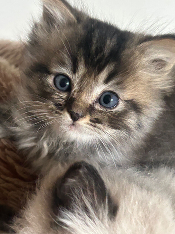 Ragdoll X Persian Kittens