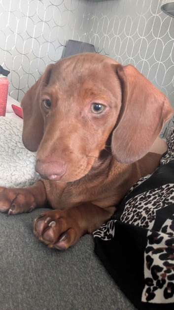 Dachshund for sale