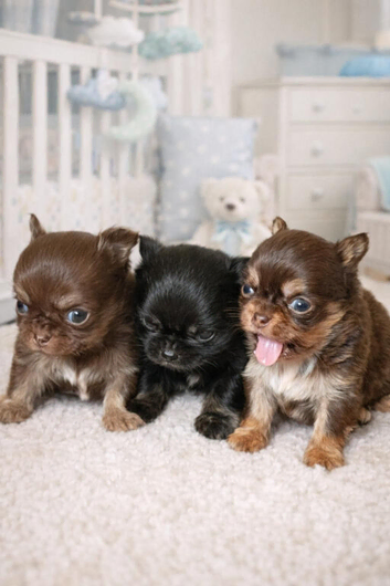 Stunning long coated chihuahua puppies