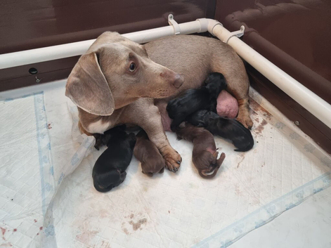 Miniature Dachshund Puppies