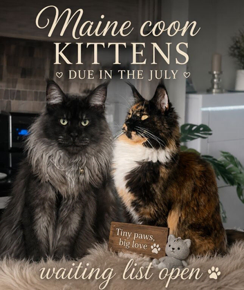 Waiting list open main coon kittens due in 3 weeks