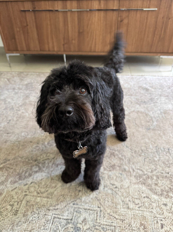 Cockapoo for stud