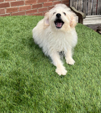Pomeranian x miniature poodle puppies