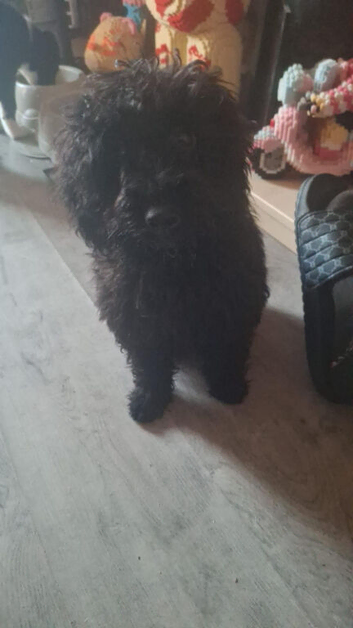 Cockapoo bitch 4 months
