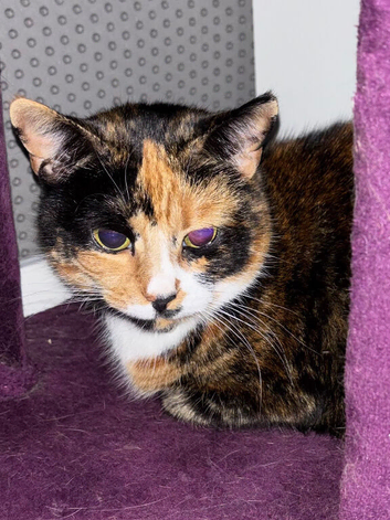 Beautiful Calico for Rehoming
