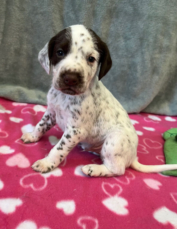 6 beautiful short haired pointer puppies